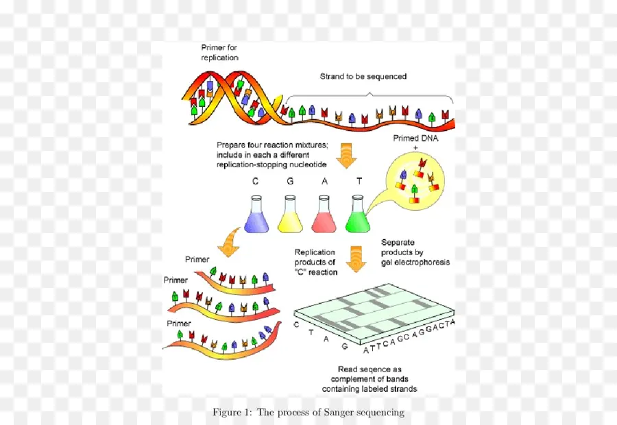 Proyecto Genoma Humano，Secuencia Adn PNG
