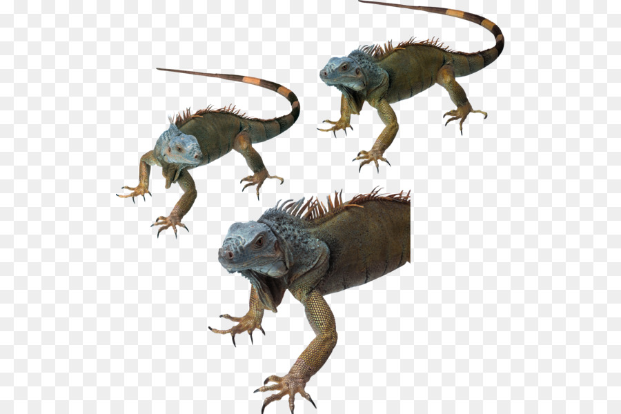 Iguanas Comunes，Lagarto PNG