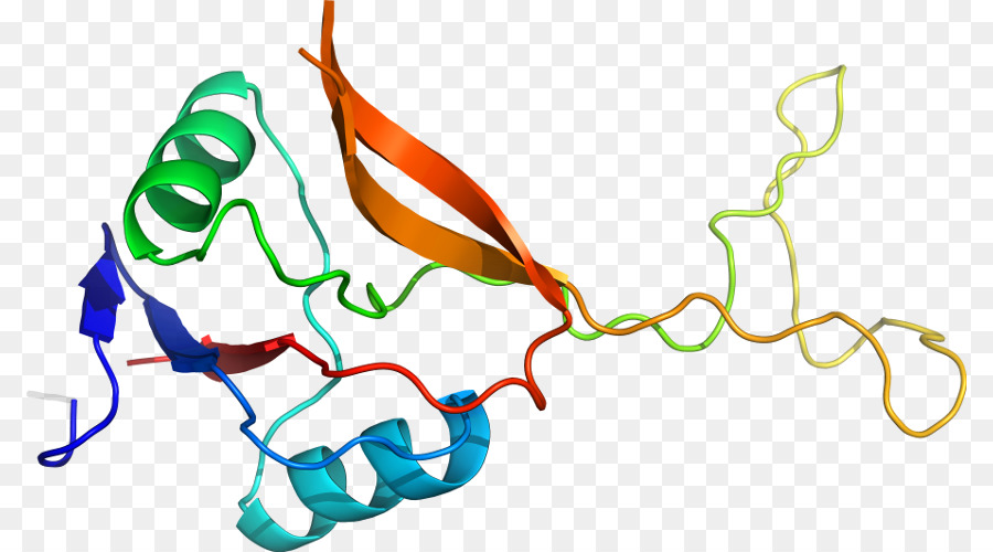 Estructura Proteica，Biología PNG