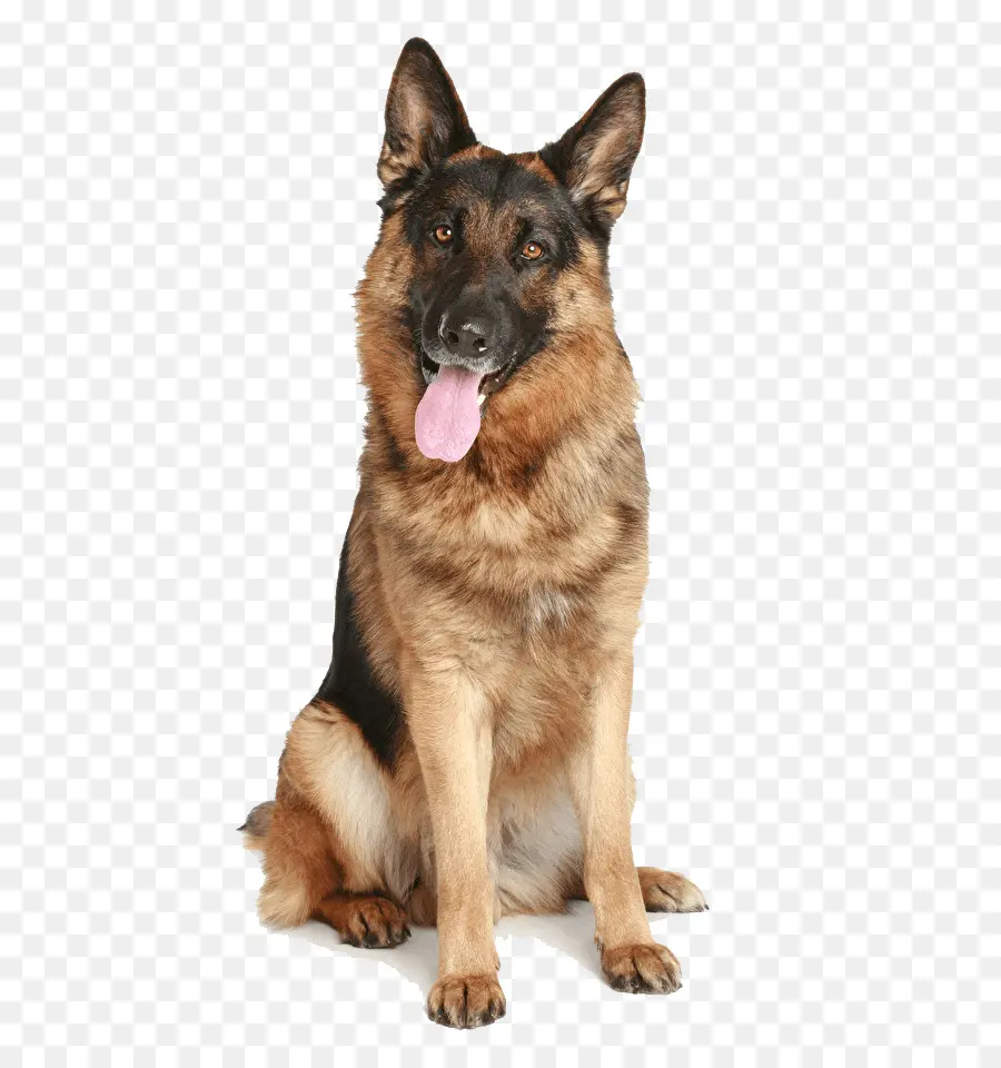 Perro，Mascota PNG