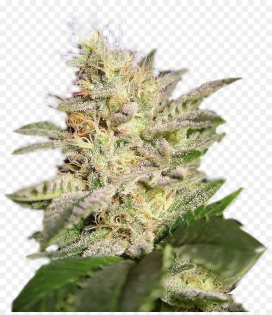 Cogollo De Cannabis，Marijuana PNG