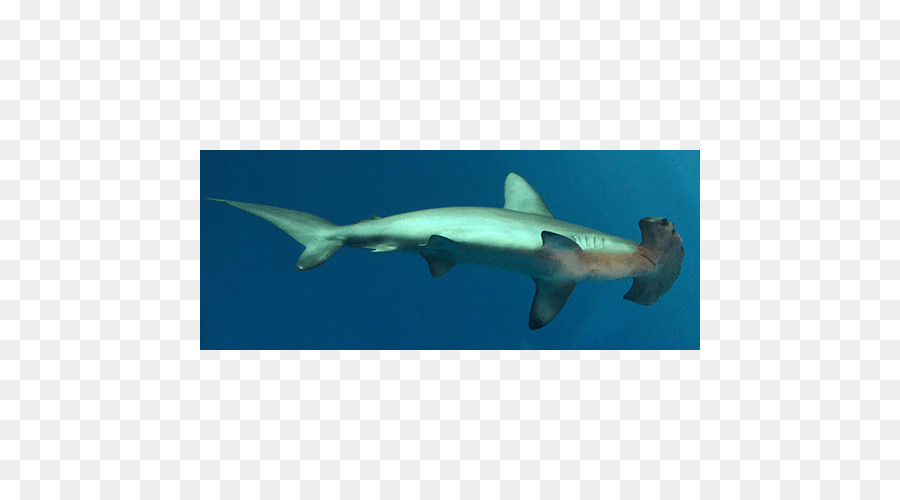 Tiburón Martillo，Gran Tiburón Blanco PNG