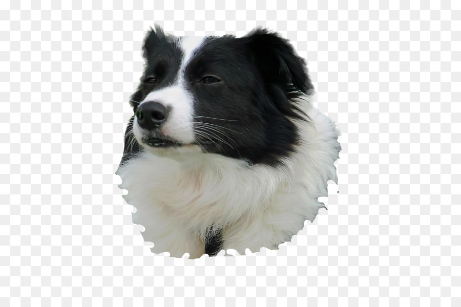 Border Collie，Raza De Perro PNG