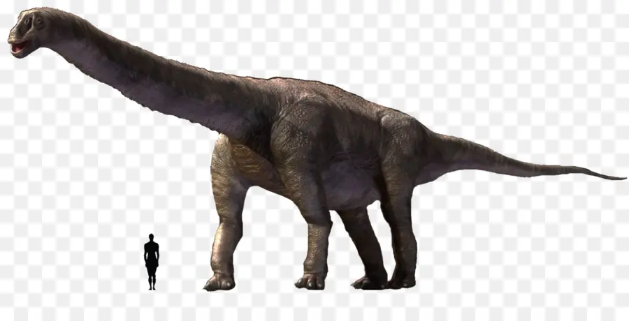 Argentinosaurio，Tiranosaurio PNG
