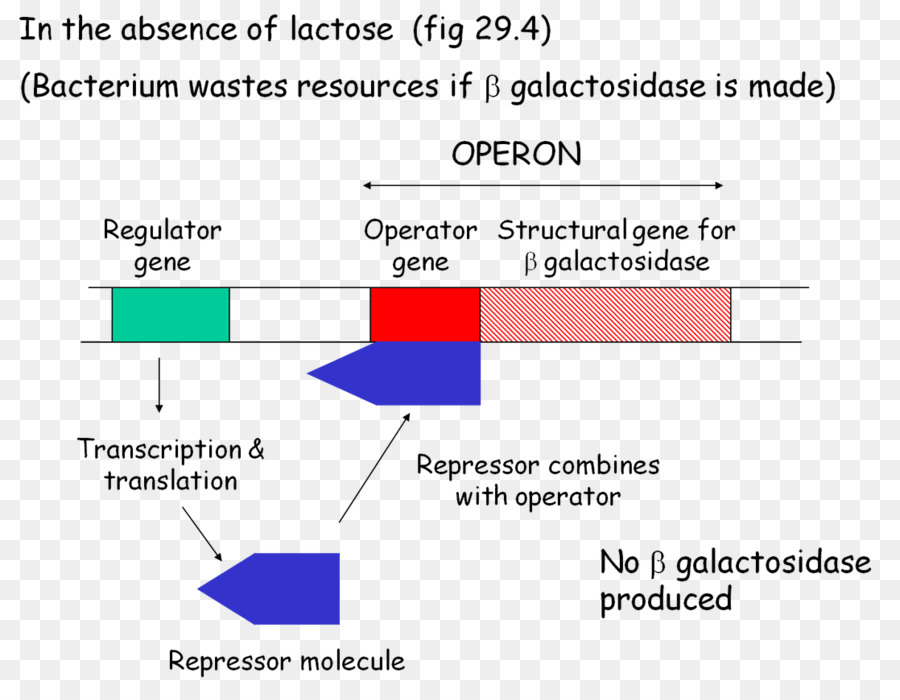 Operón Lac，Biología PNG