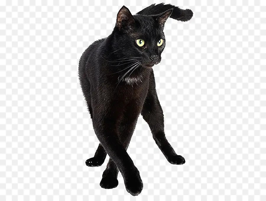 Bombay Gato，Gato Birmano PNG