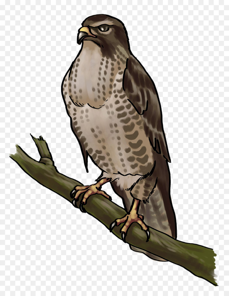 Hawk，Buzzard PNG