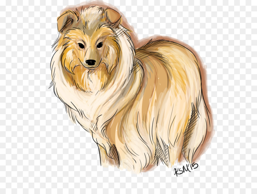 Rough Collie，Raza De Perro PNG