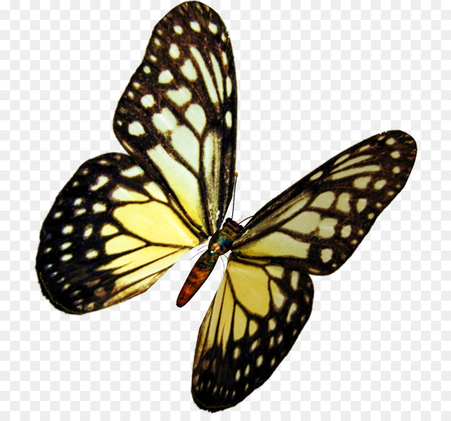 La Mariposa Monarca，Mariposa PNG