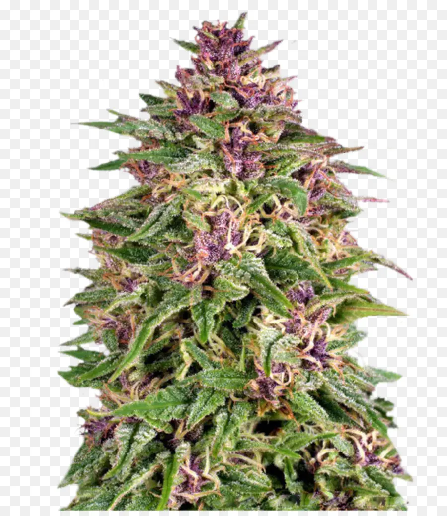 Planta De Cannabis Púrpura，Canabis PNG