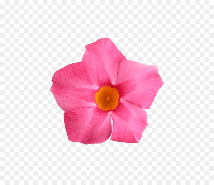 Rocktrumpet，Flor PNG