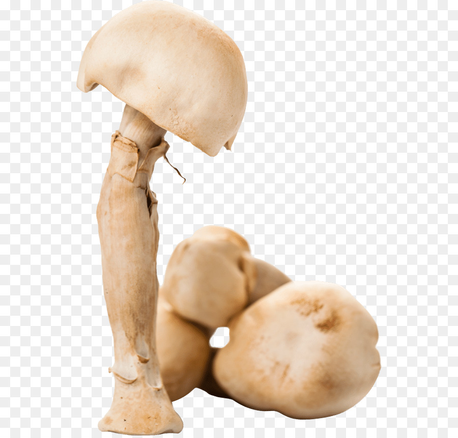 Hongo Común，Agaricus Subrufescens PNG