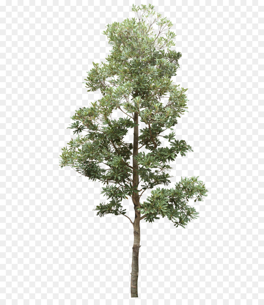 árbol，Treelet PNG