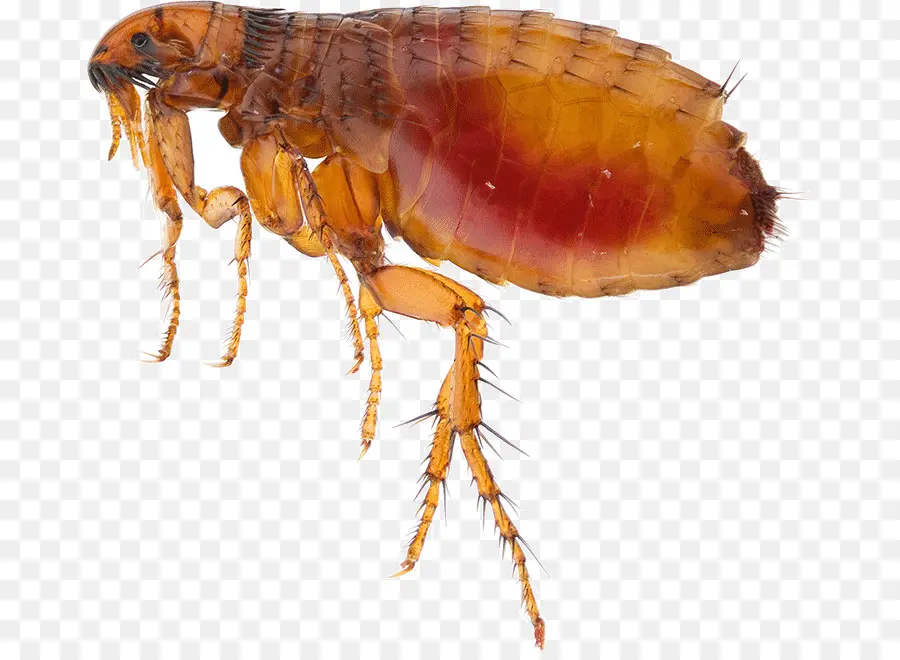 Pulga，Insecto PNG