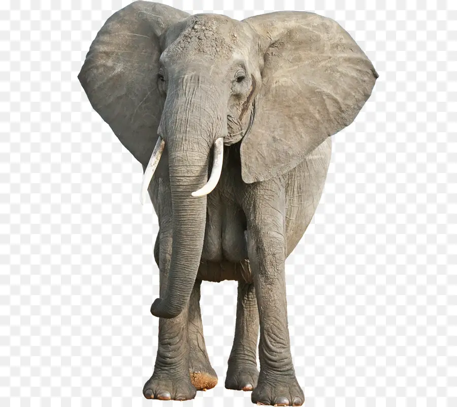 Elefante Asiático，Elefante De Arbusto Africano PNG