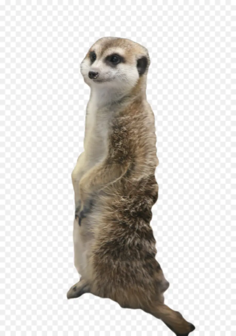 Suricata，Gato PNG