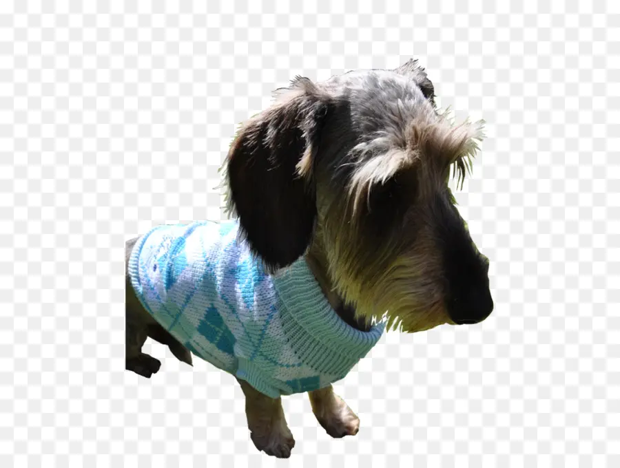 Petit Basset Griffon Vendéen，Cachorro PNG