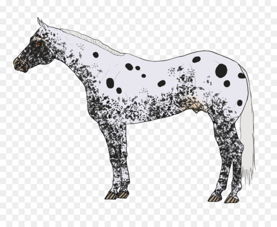 Caballo Blanco Y Negro，Caballo PNG