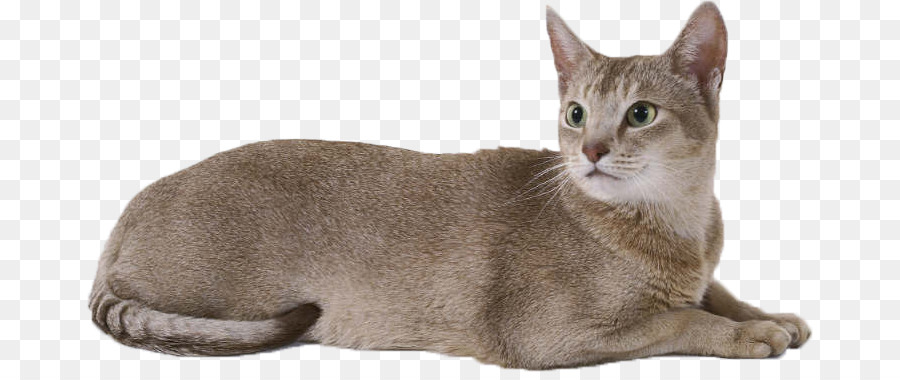 Gato，Gatito PNG