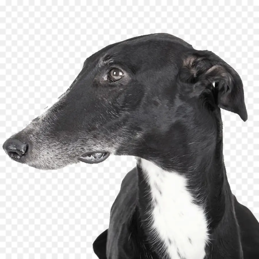 Perro，Negro PNG