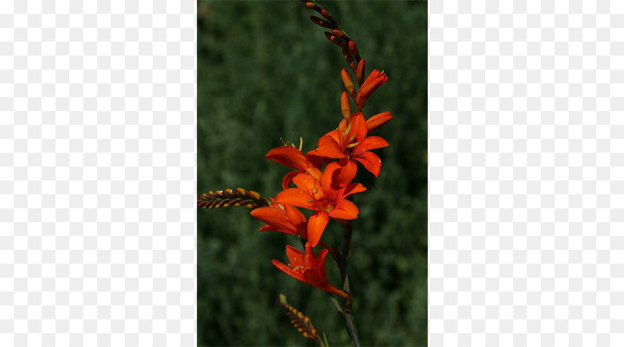 Montbretia，Gladiolo PNG