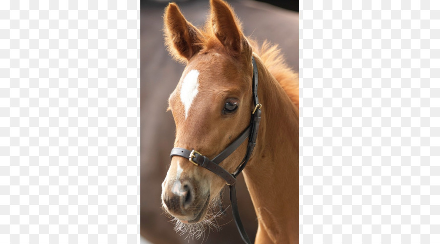 Potro，Caballo PNG