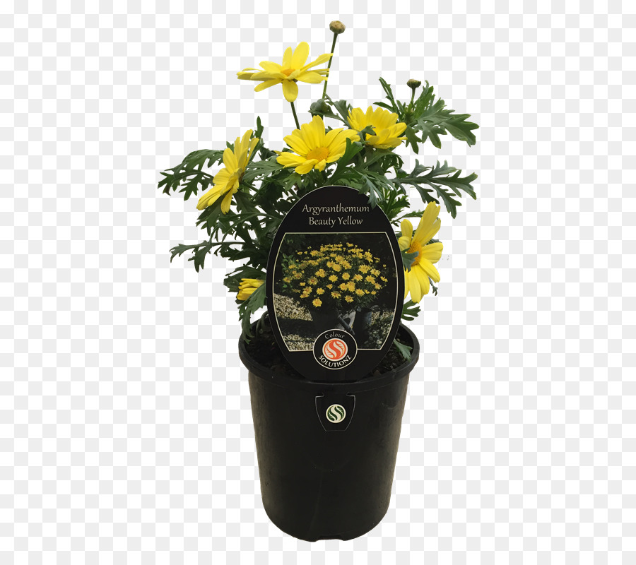 Planta De Flor Amarilla，Amarillo PNG