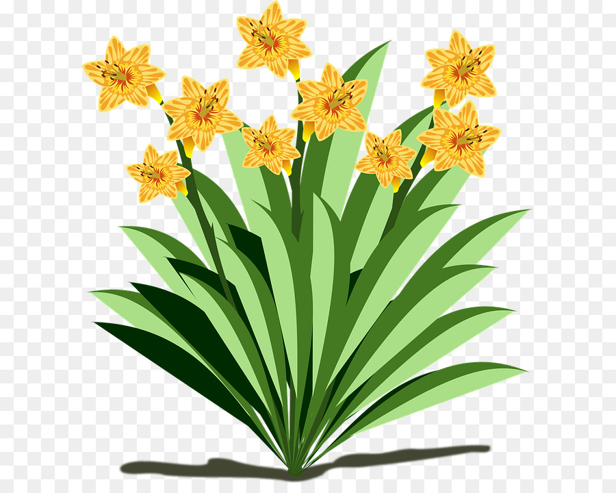 Planta，Flor PNG