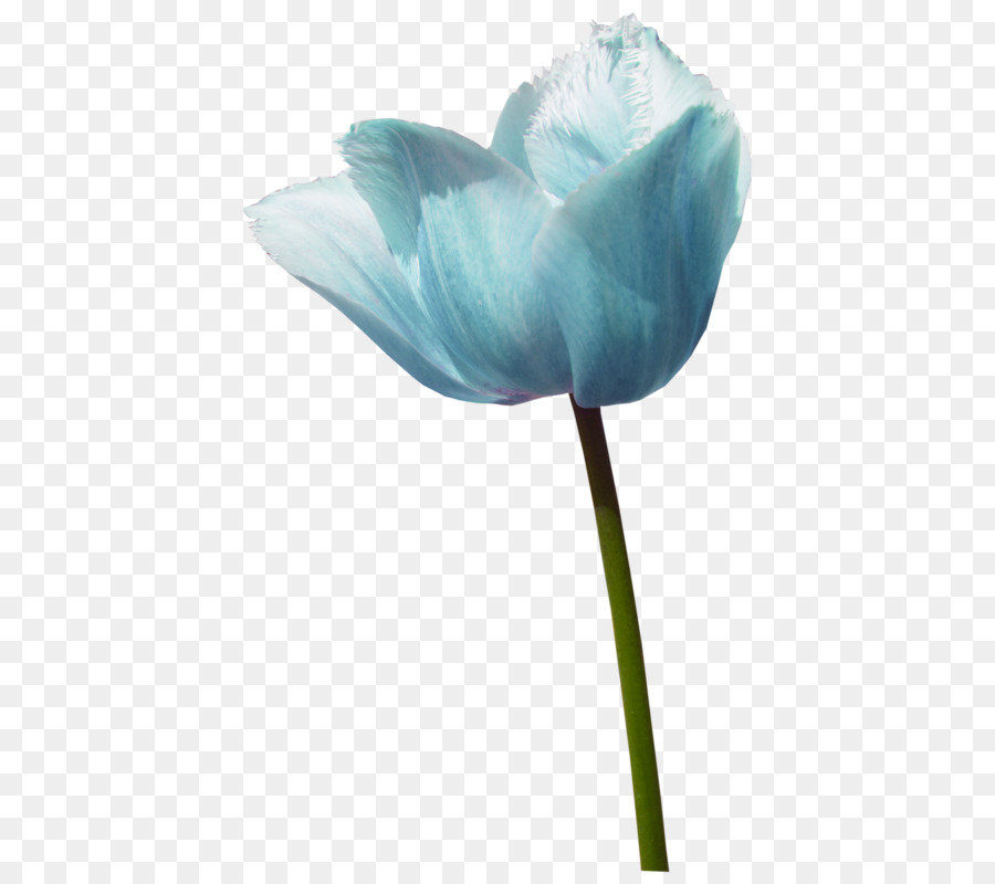 Tulip，Azul PNG