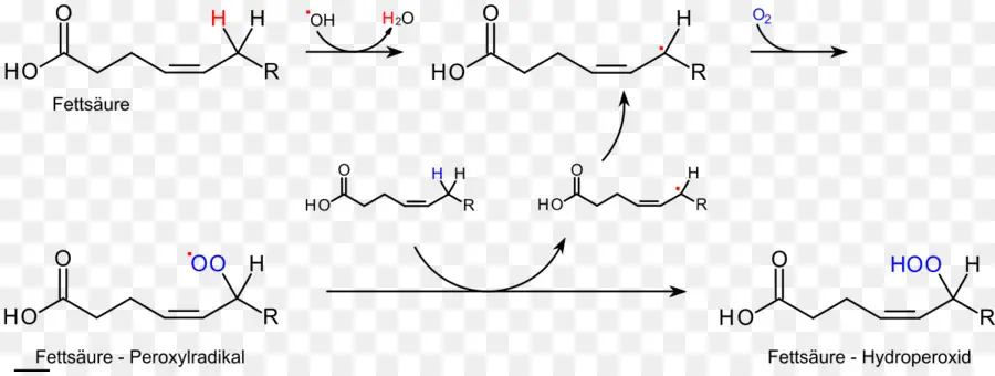 La Peroxidación De Lípidos，Rancidification PNG