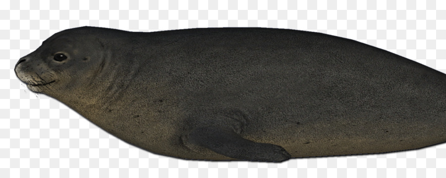 León Marino，Foca PNG