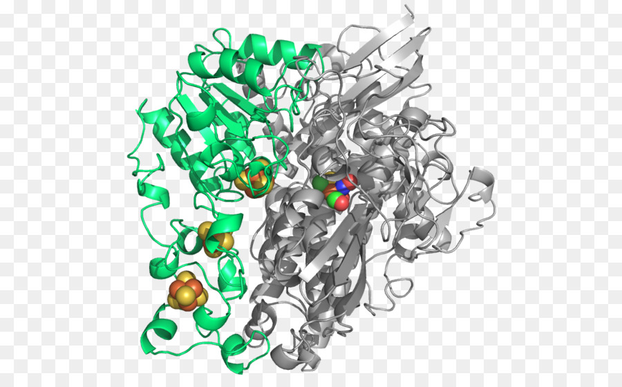 Estructura De La Proteína，Molécula PNG