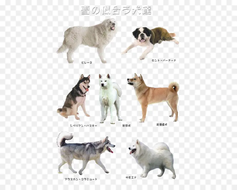 Varias Razas De Perros，Perros PNG