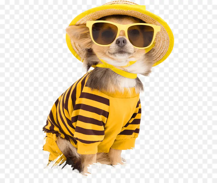 Chihuahua，Cachorro PNG