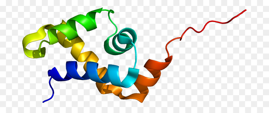 Proteína，Gene PNG