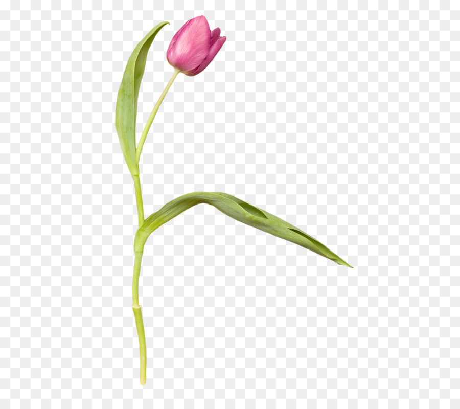 Tulip，La Fotografía PNG