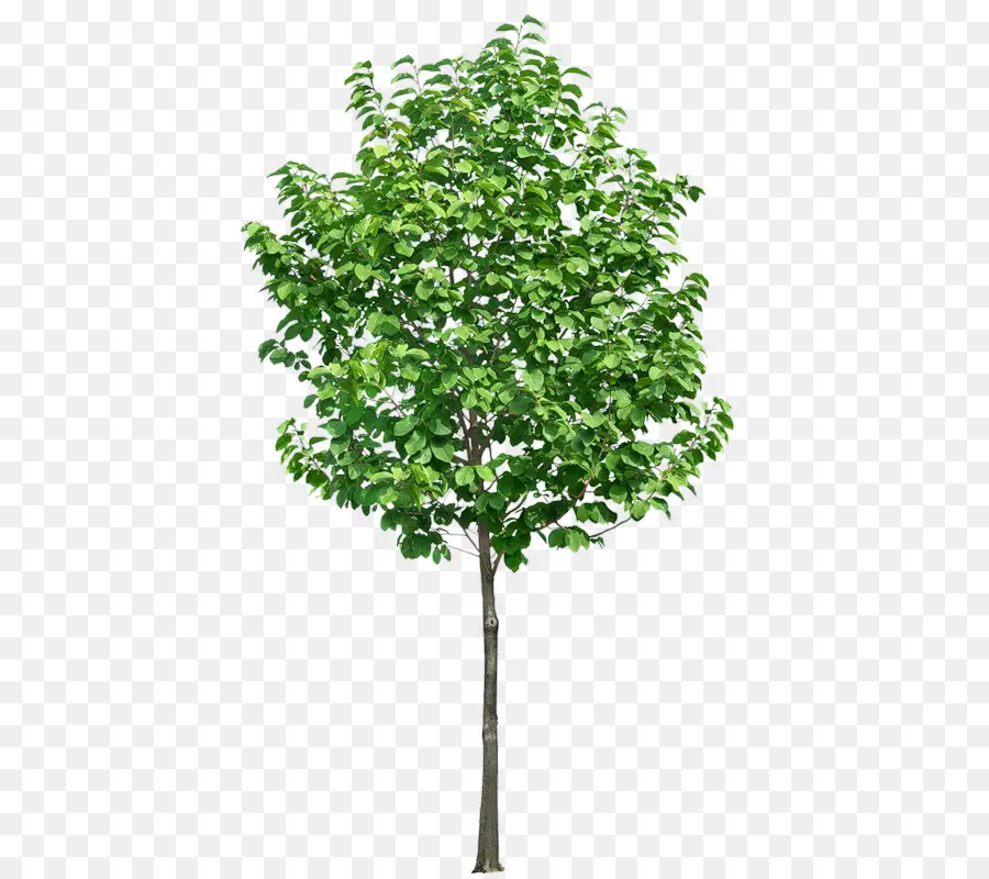 árbol，La Estructura De árbol PNG