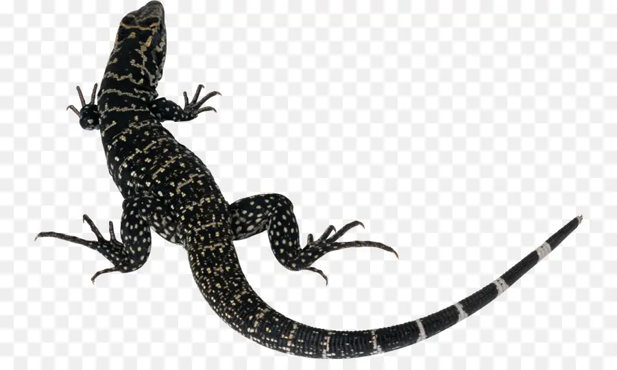 Lagarto Negro，Reptil PNG