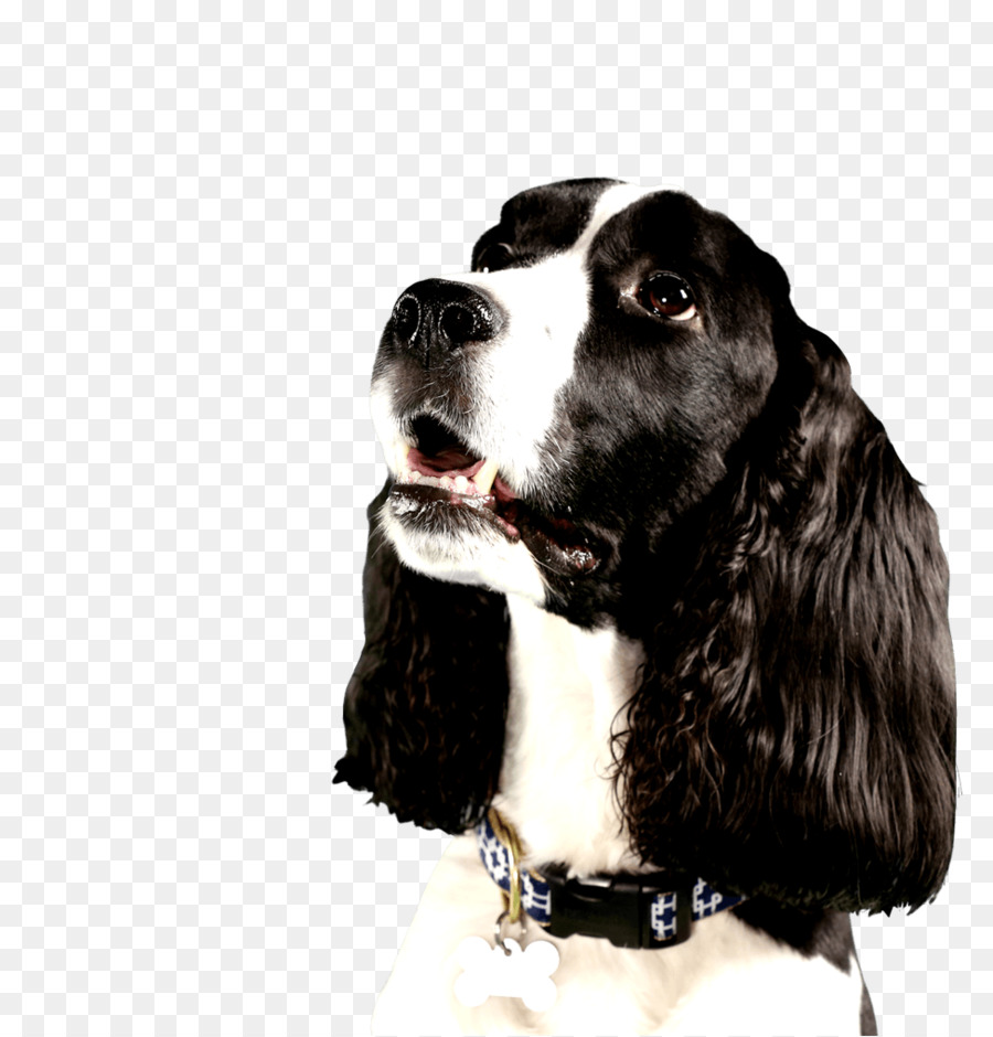 Springer Spaniel Inglés，Ruso Spaniel PNG