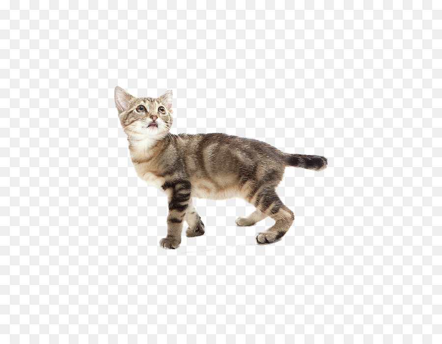 Gato Atigrado，American Shorthair PNG