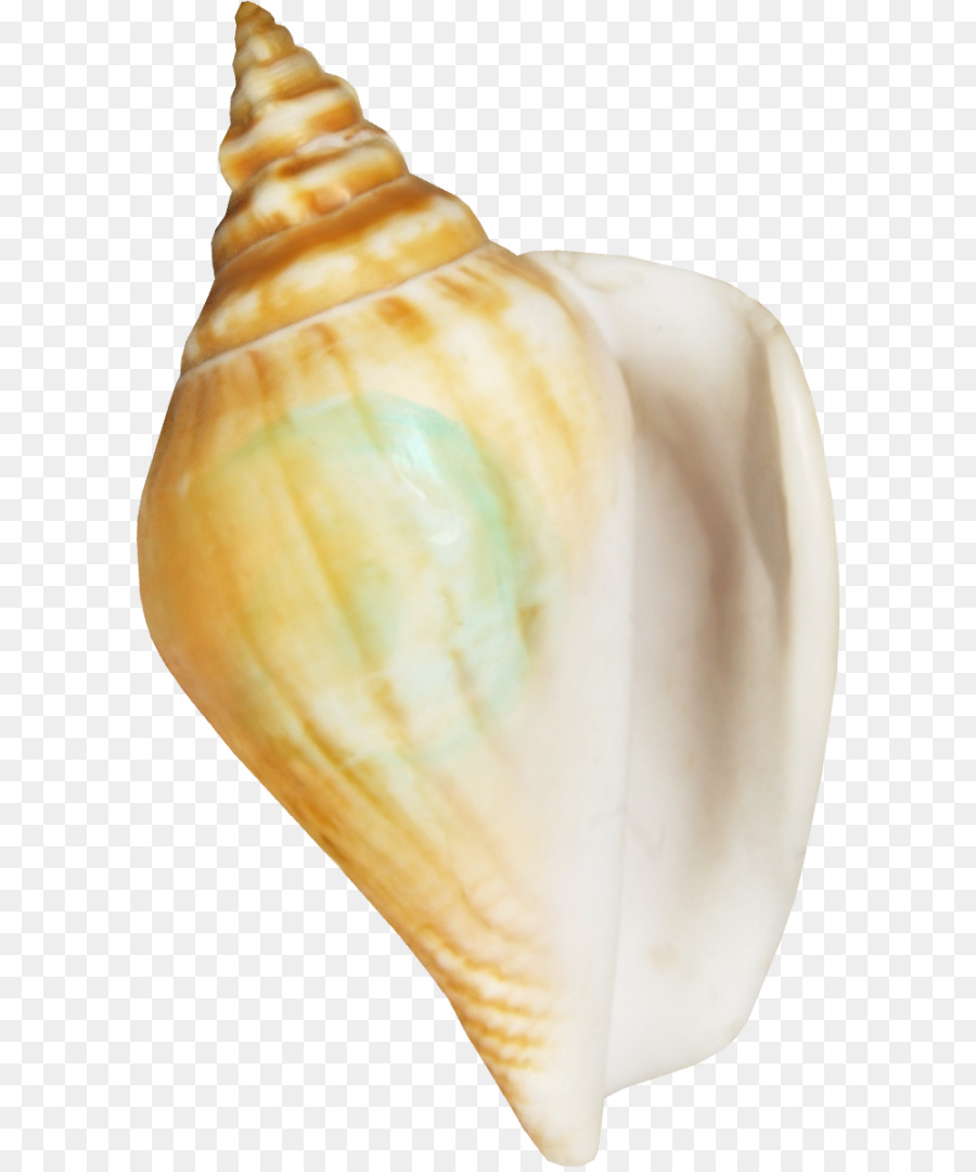 Conchology，Concha PNG