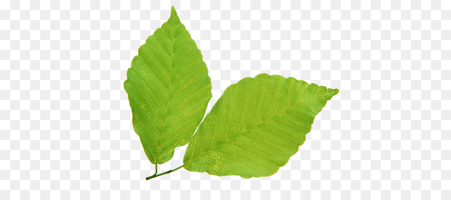 Hoja，Planta PNG