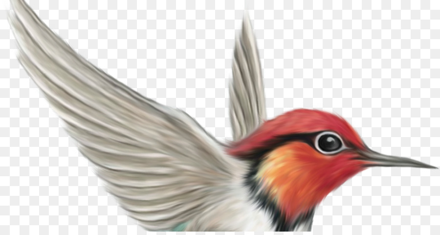 Pájaro，Colibrí PNG