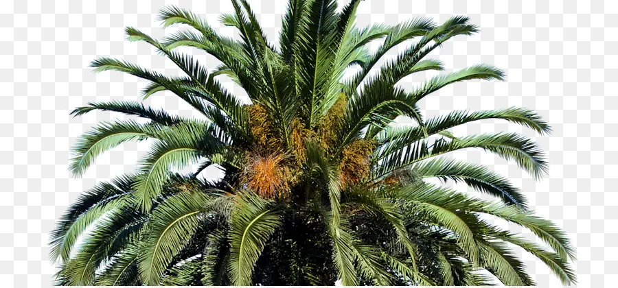 Arecaceae，Fecha De La Palma PNG