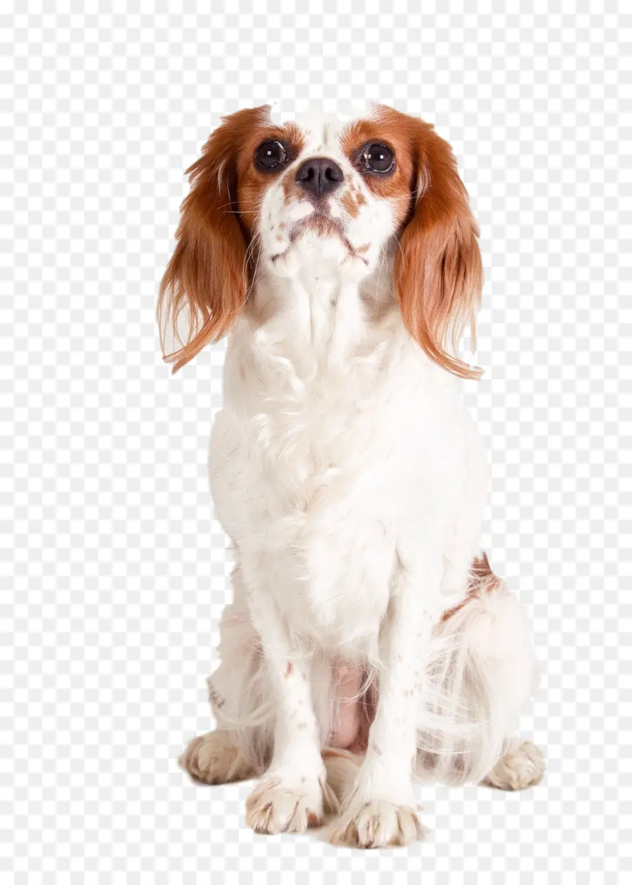 Rey Cavalier Charles Spaniel，Rey Charles Spaniel PNG