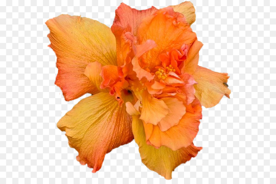 Hibiscus，Flor PNG