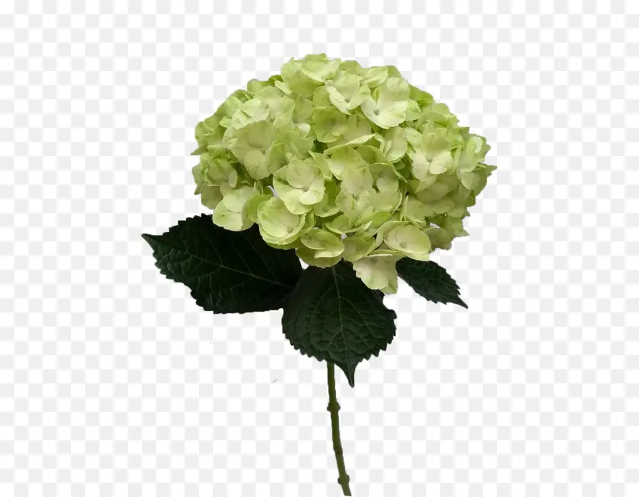 Hortensia，Las Flores Cortadas PNG