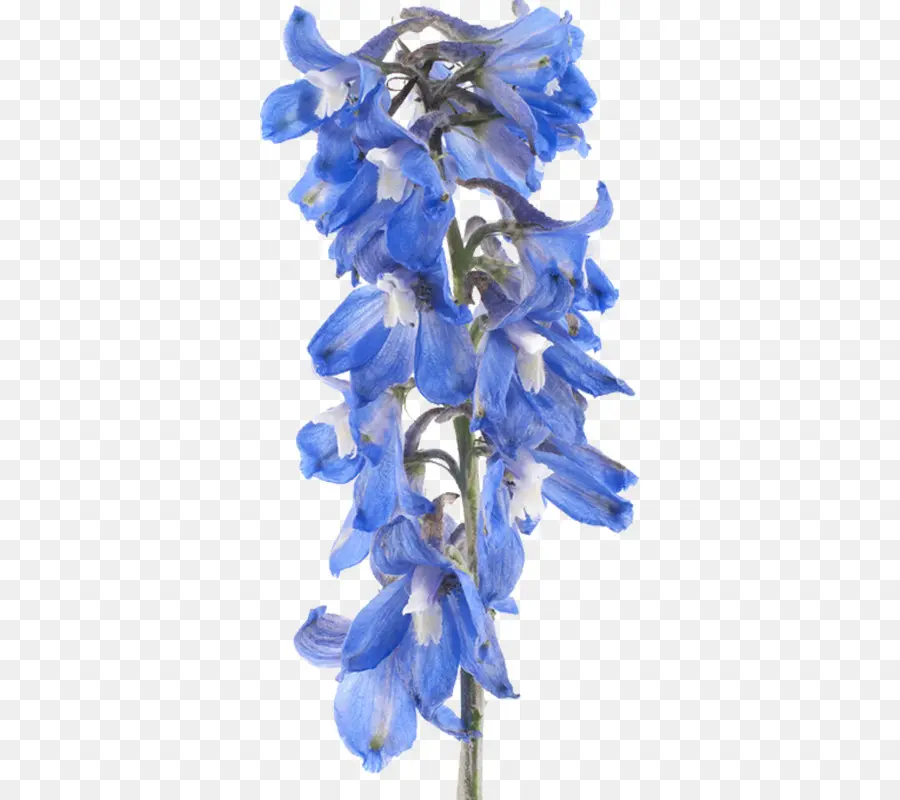 Flor Azul，Planta PNG