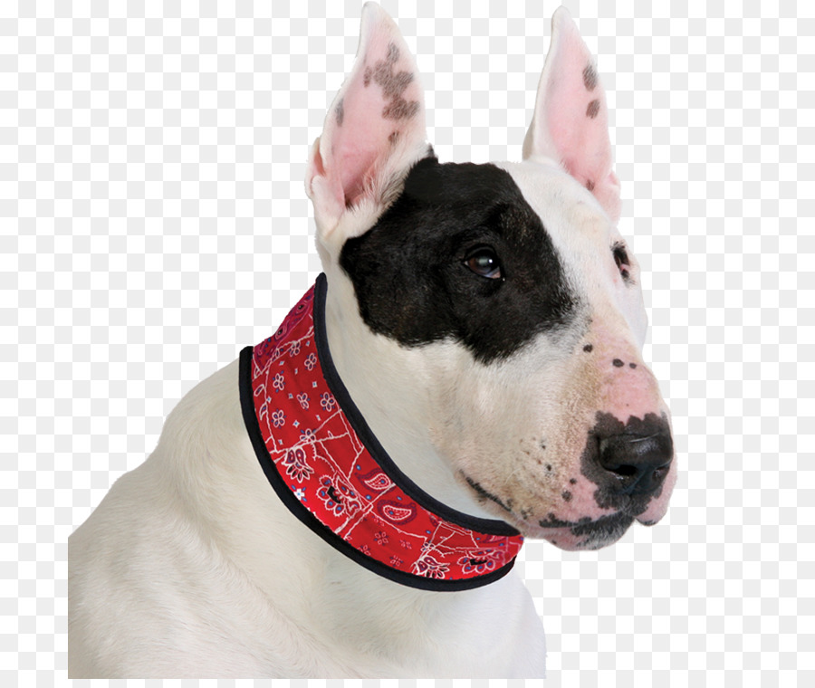 Perro，Cuello PNG