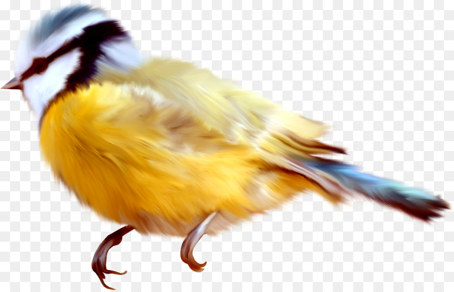 Pájaro Amarillo Y Azul，Plumas PNG